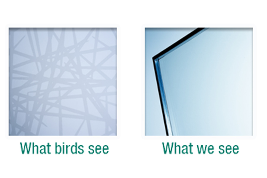Bird Strike - Stop it with this glass